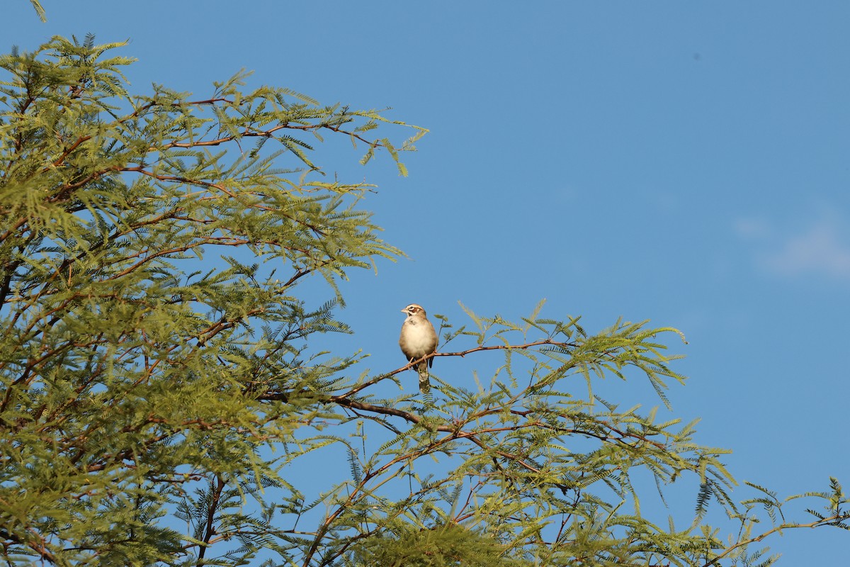 Lark Sparrow - ML642864202