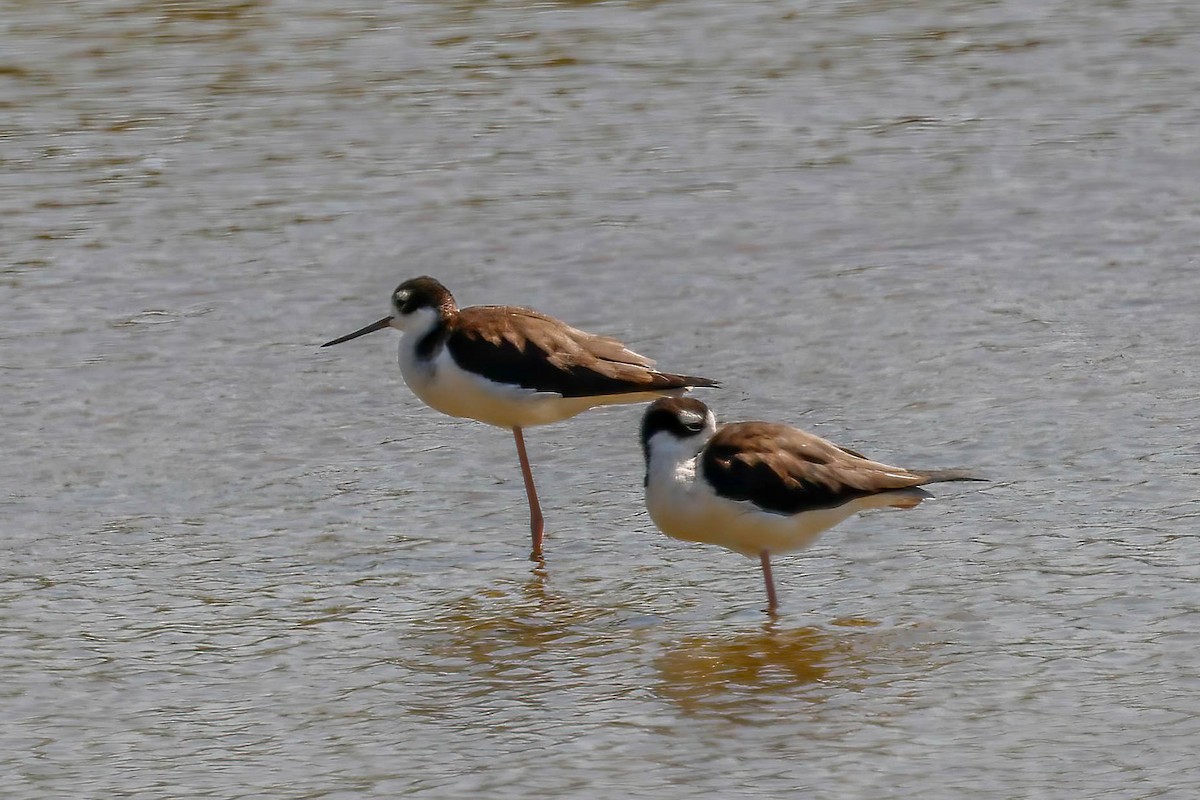 Black-necked Stilt - ML642864205