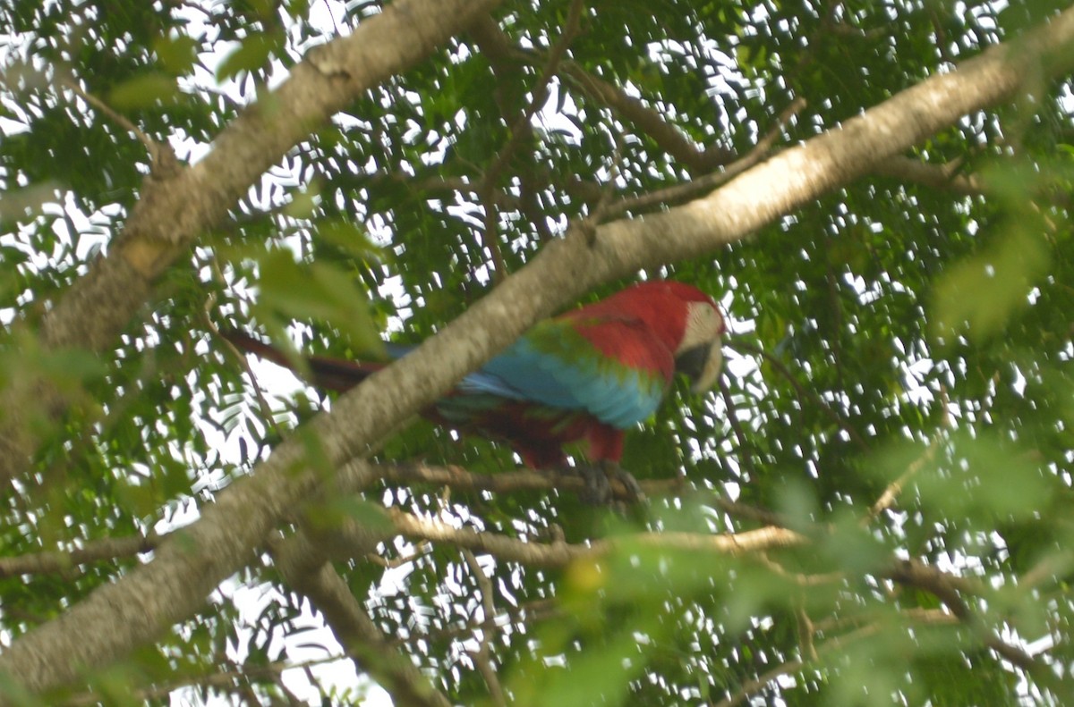 Red-and-green Macaw - ML642864207
