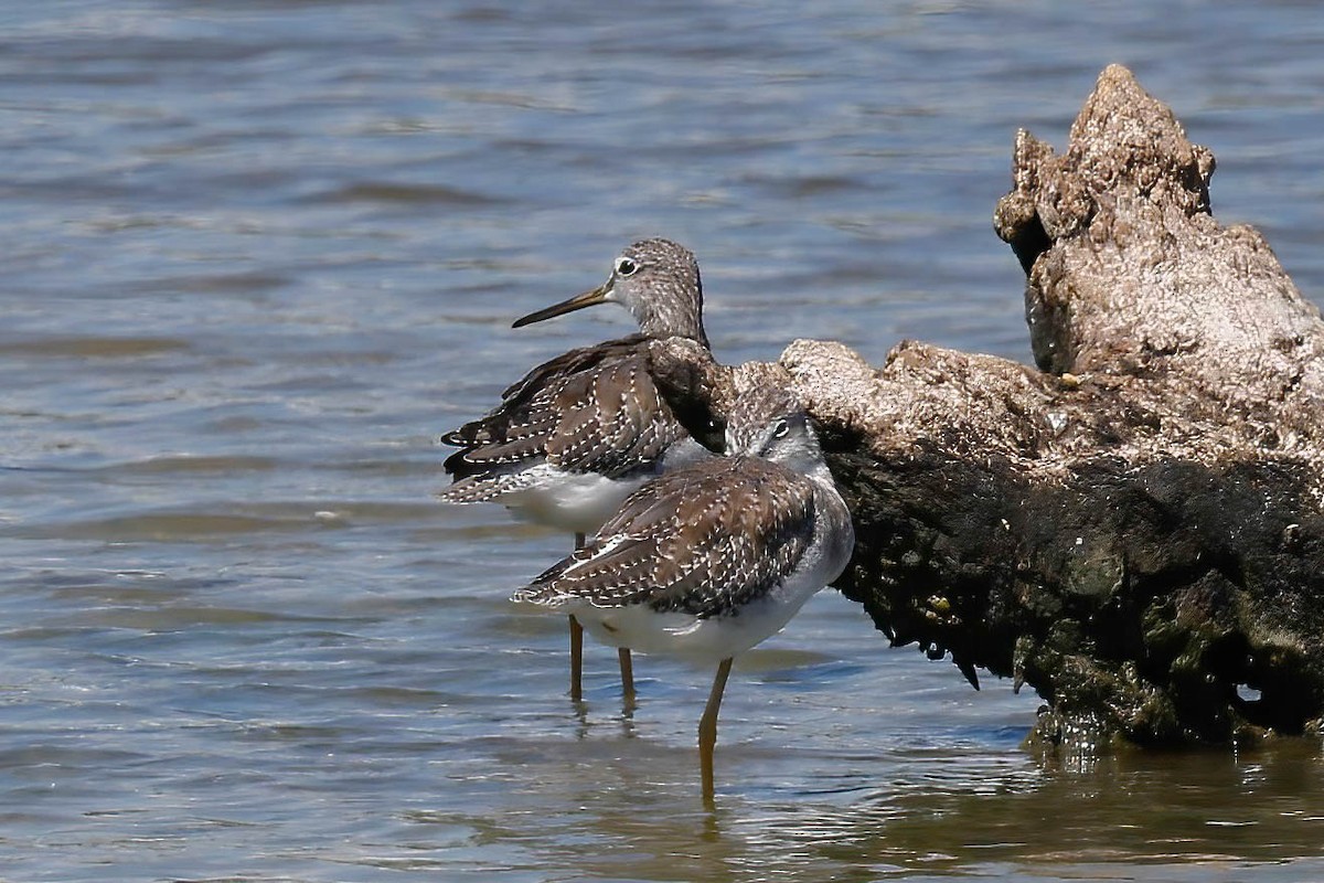 Greater Yellowlegs - ML642864227