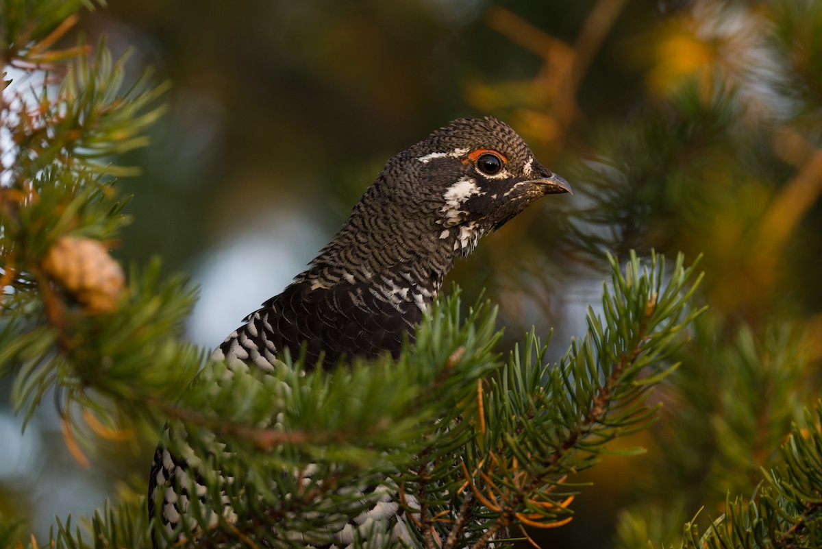 Amerika Ladin Tavuğu - ML642864234