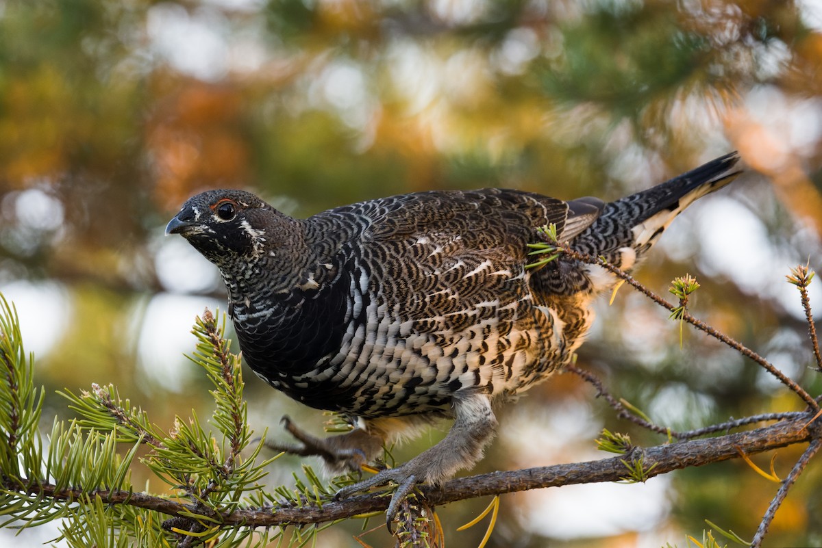 Amerika Ladin Tavuğu - ML642864235