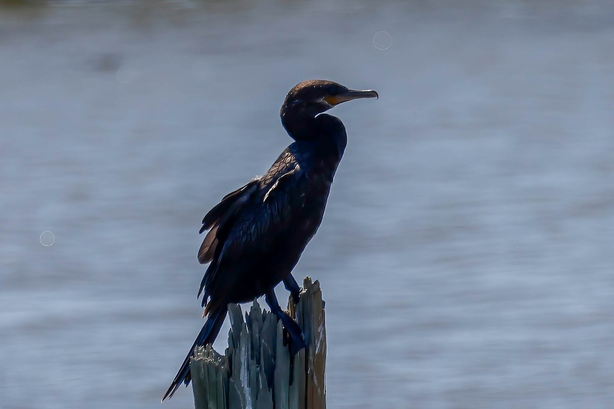 Neotropic Cormorant - ML642864236