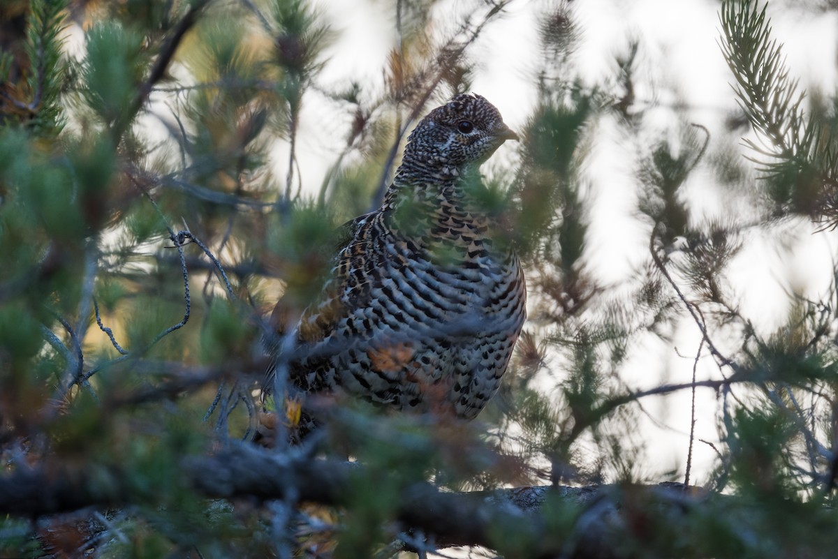 Amerika Ladin Tavuğu - ML642864237