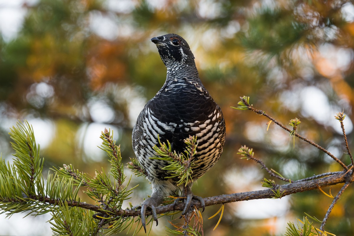 Amerika Ladin Tavuğu - ML642864238