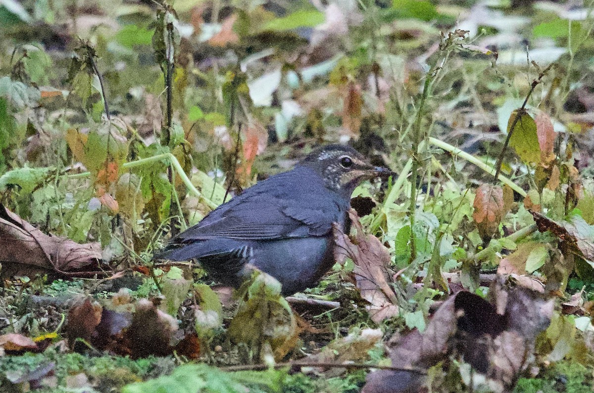 Siberian Thrush - ML642864239