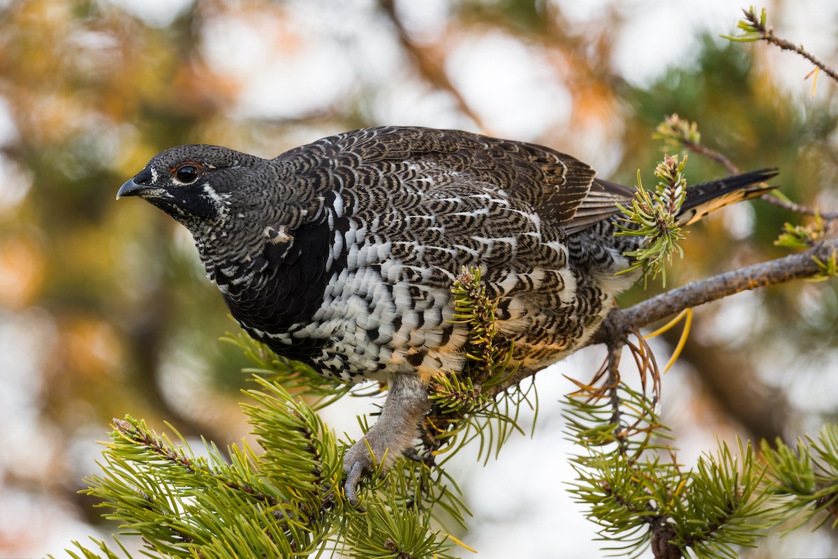 Amerika Ladin Tavuğu - ML642864240