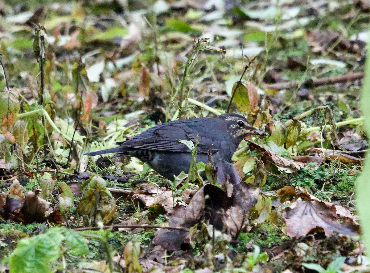 Siberian Thrush - ML642864241