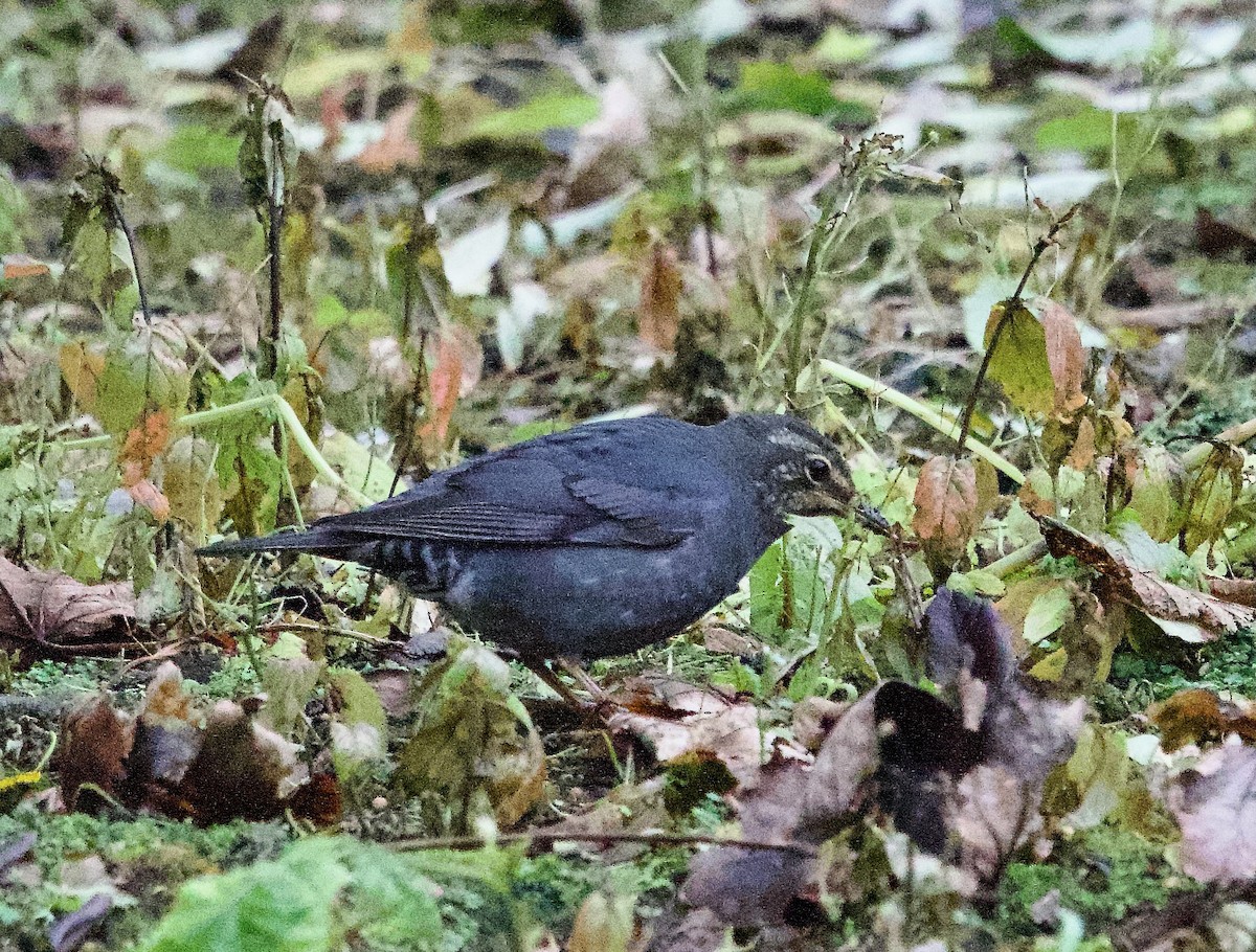 Siberian Thrush - ML642864242