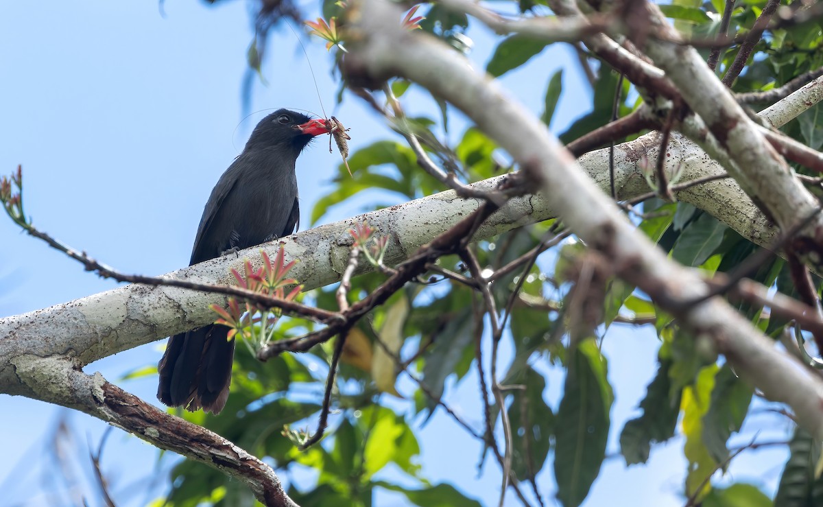 Black-fronted Nunbird - ML642864244