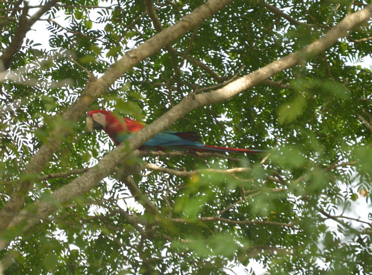 Red-and-green Macaw - ML642864252