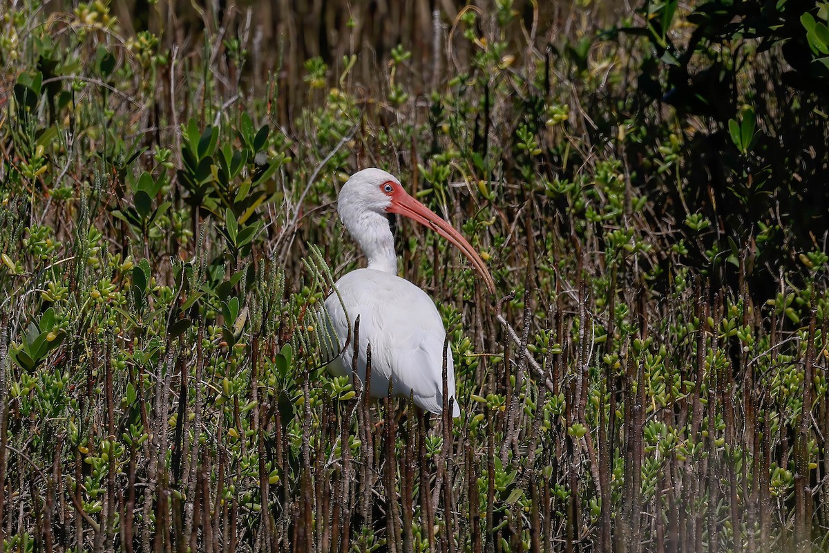 White Ibis - ML642864253