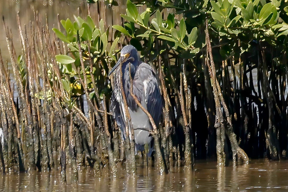 Tricolored Heron - ML642864259