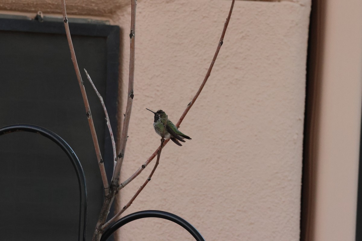 Anna's Hummingbird - ML642864260