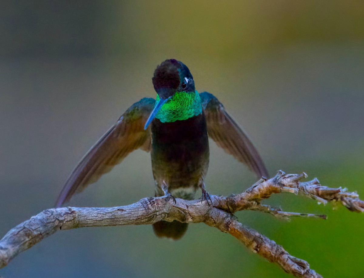 Colibri de Rivoli - ML642864263