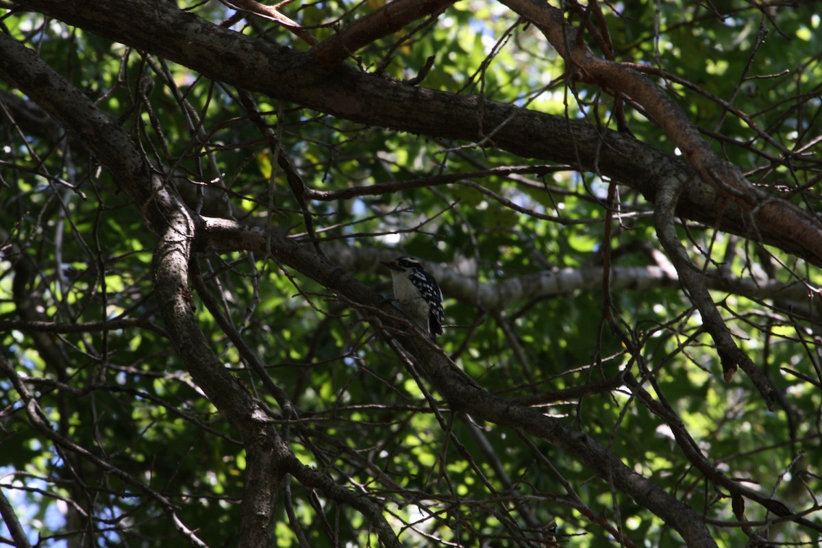 Downy Woodpecker - ML642864266