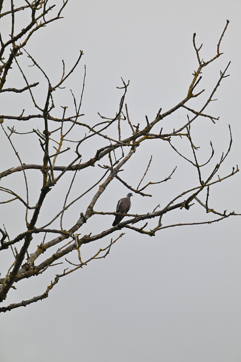Common Wood-Pigeon - ML642864267