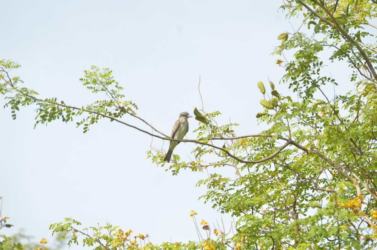 Gray Kingbird - ML642864272