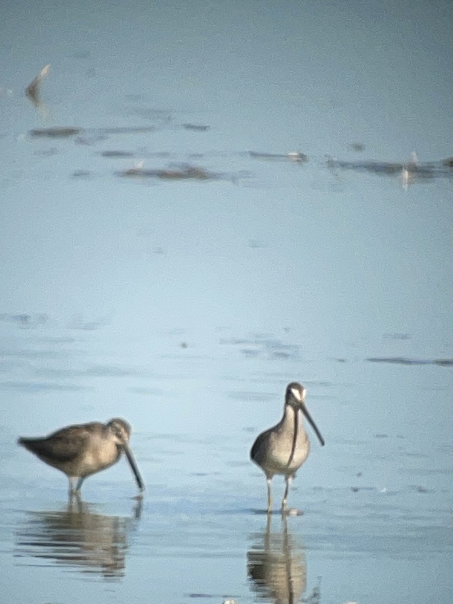 Long-billed Dowitcher - ML642864273