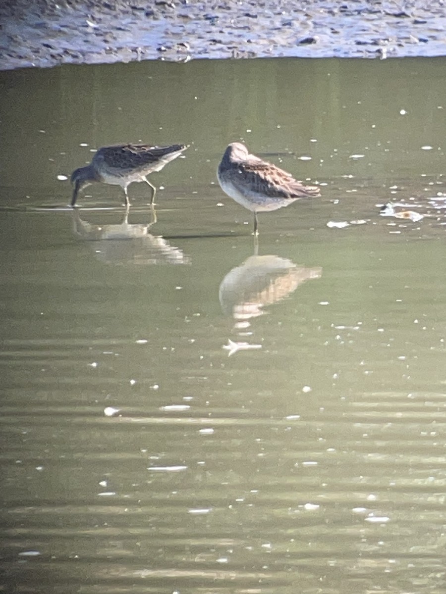 Long-billed Dowitcher - ML642864274