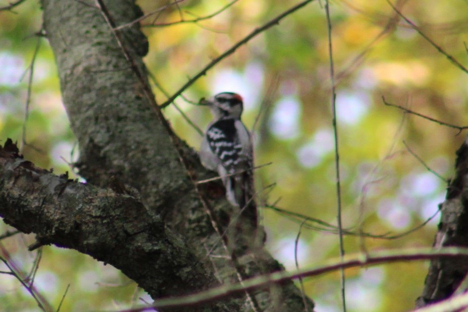 Downy Woodpecker - ML642864278