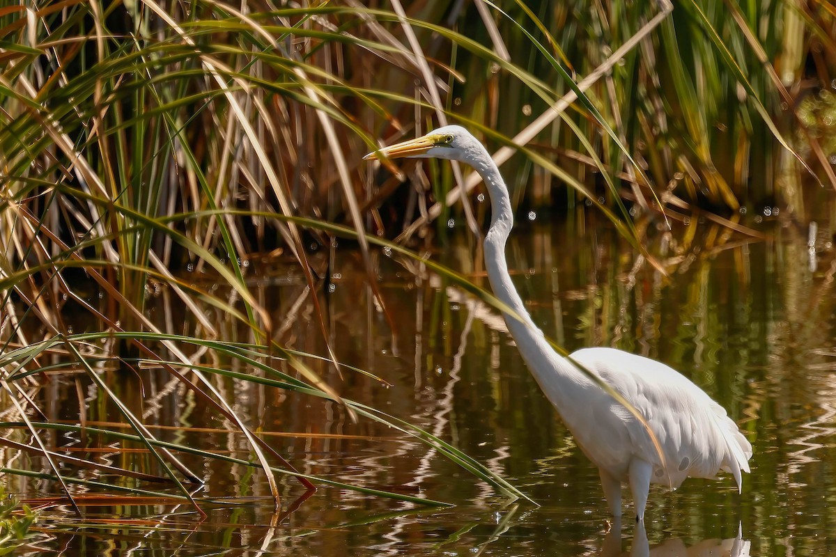 Great Egret - ML642864282