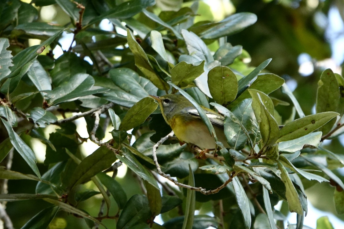 Northern Parula - ML642864287