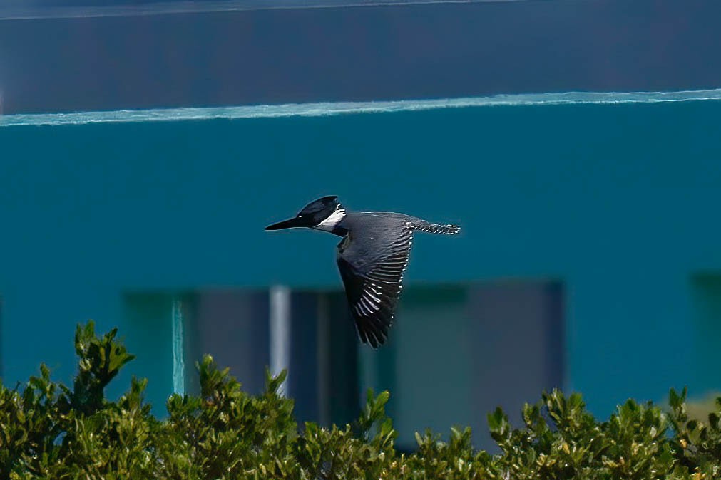 Belted Kingfisher - ML642864292