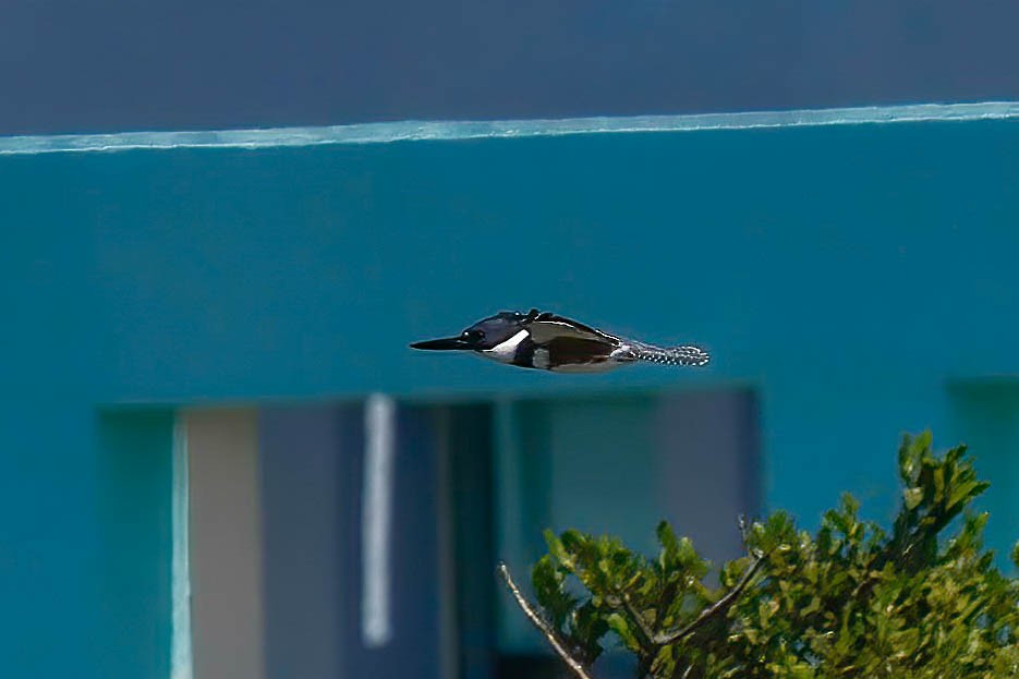 Belted Kingfisher - ML642864297