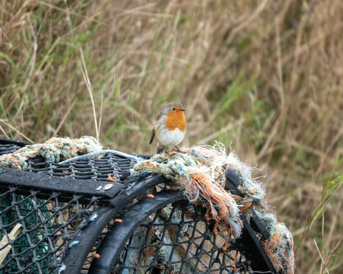 European Robin - ML642864302