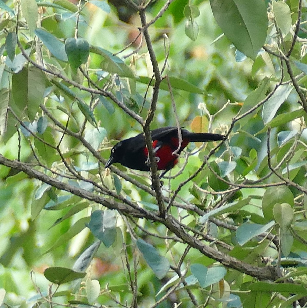 Red-bellied Grackle - ML642864303