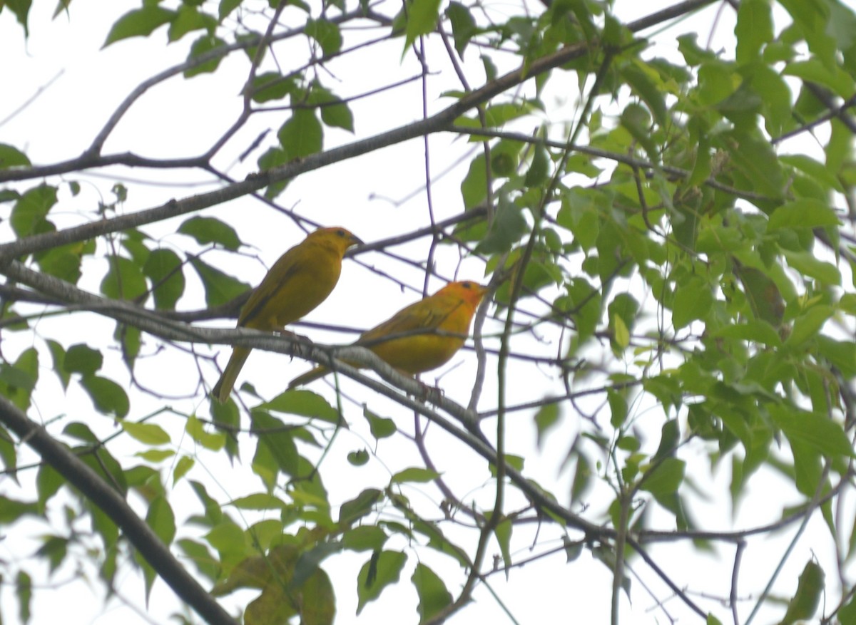 Saffron Finch - ML642864307