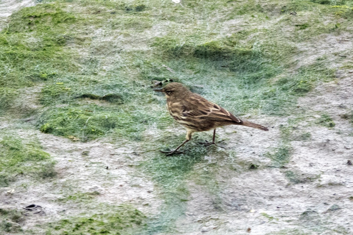 Rock Pipit - ML642864326