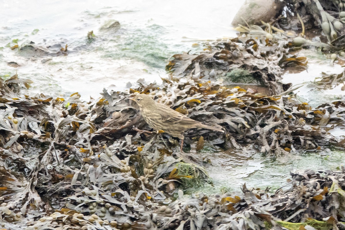 Rock Pipit - ML642864327