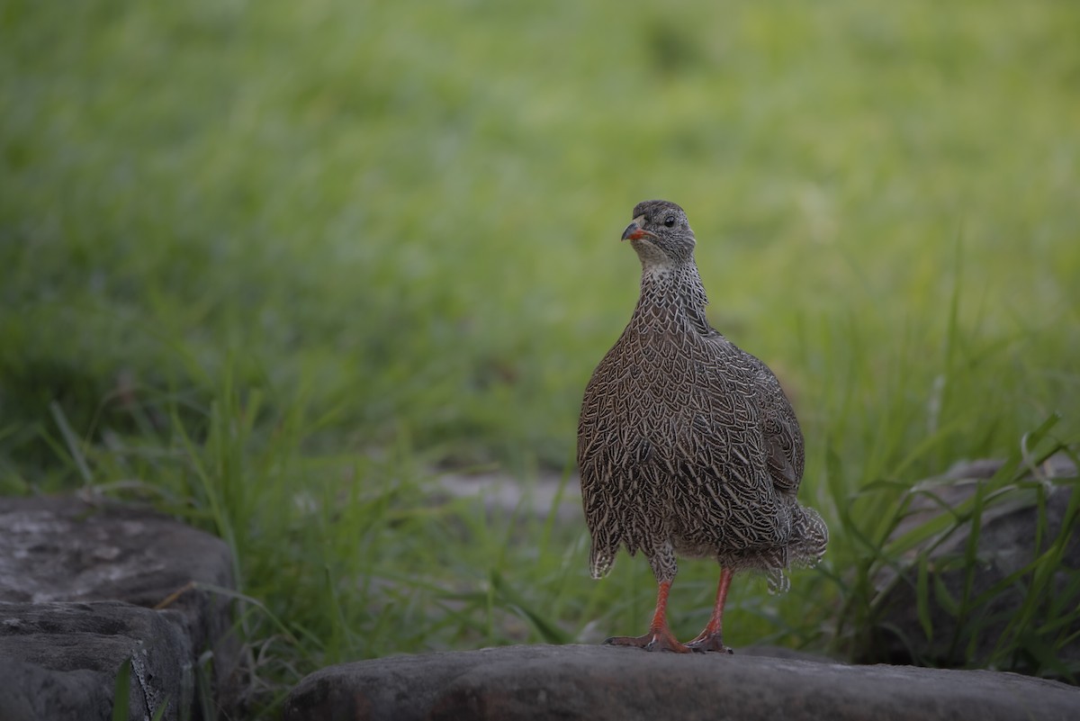 Cape Spurfowl - ML642864332