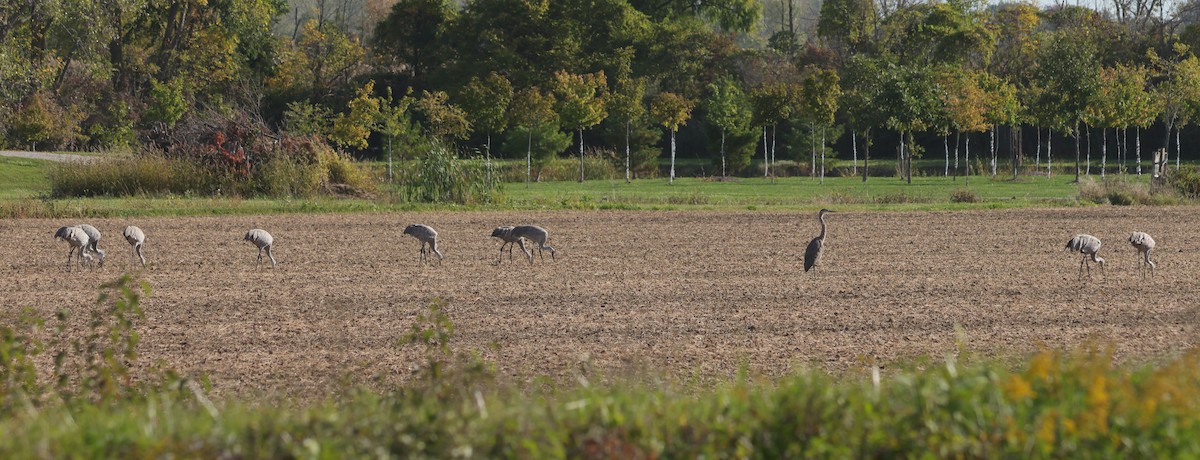 Sandhill Crane - ML642864336
