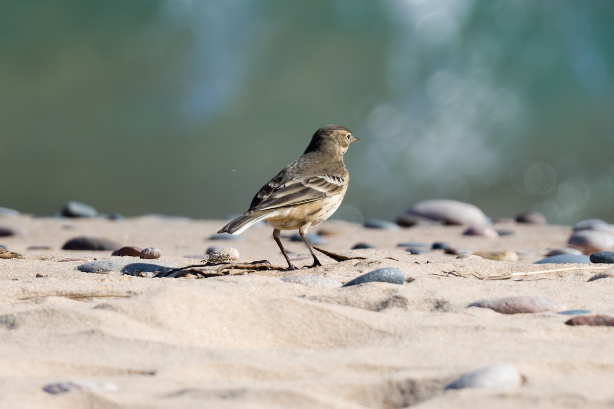 Amerika İncirkuşu - ML642864337