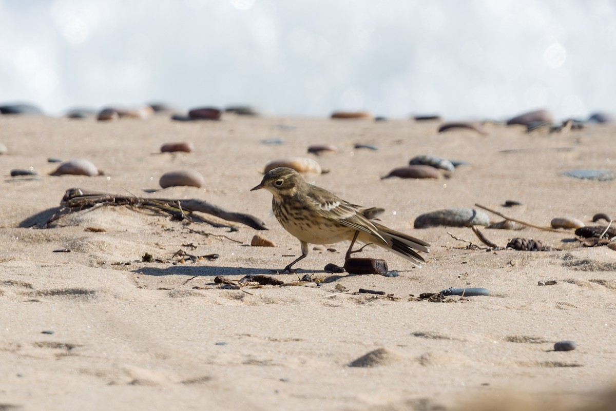 Amerika İncirkuşu - ML642864338