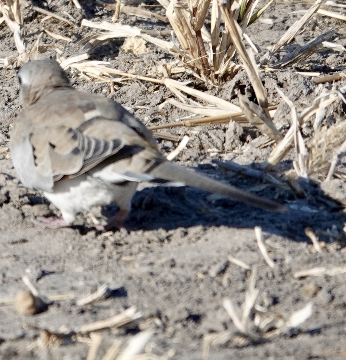Namaqua Dove - ML642864339