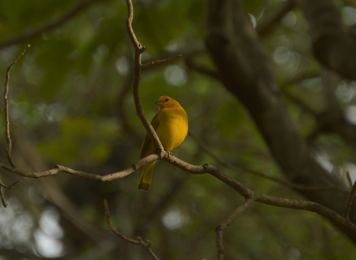Saffron Finch - ML642864342
