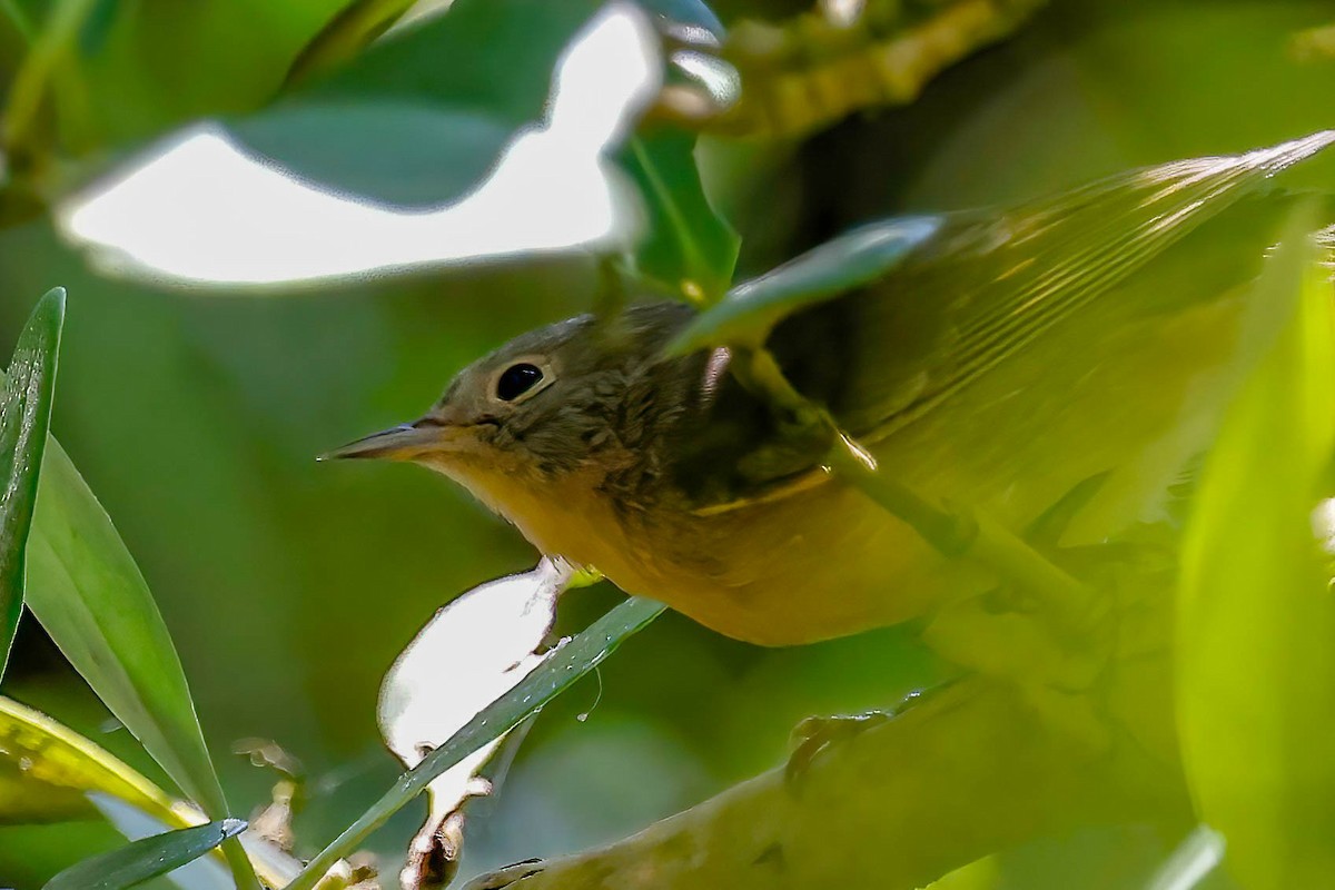 Nashville Warbler - ML642864347