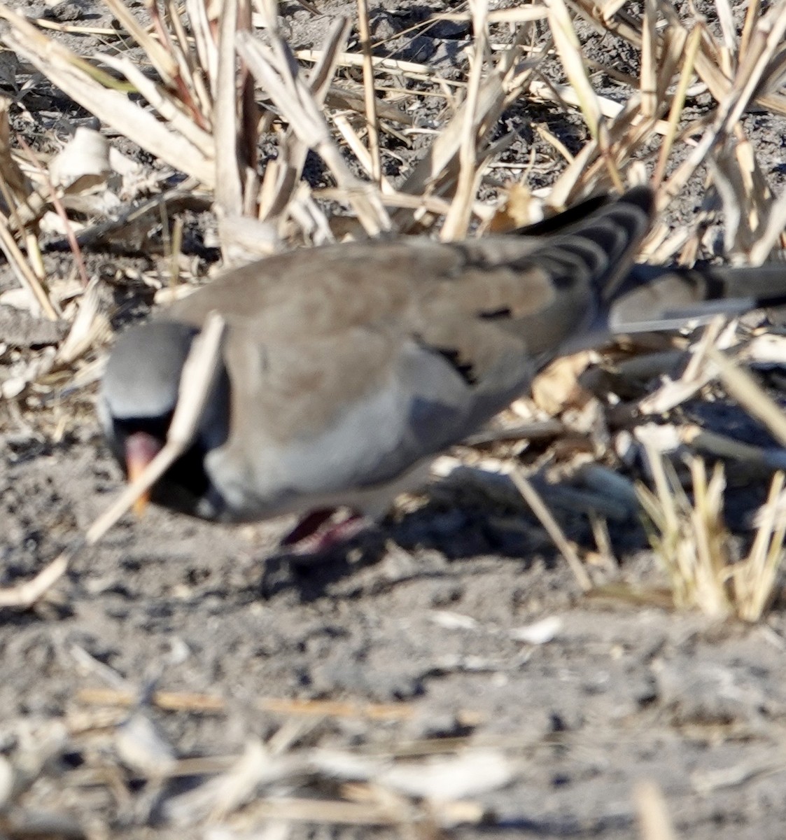 Namaqua Dove - ML642864353
