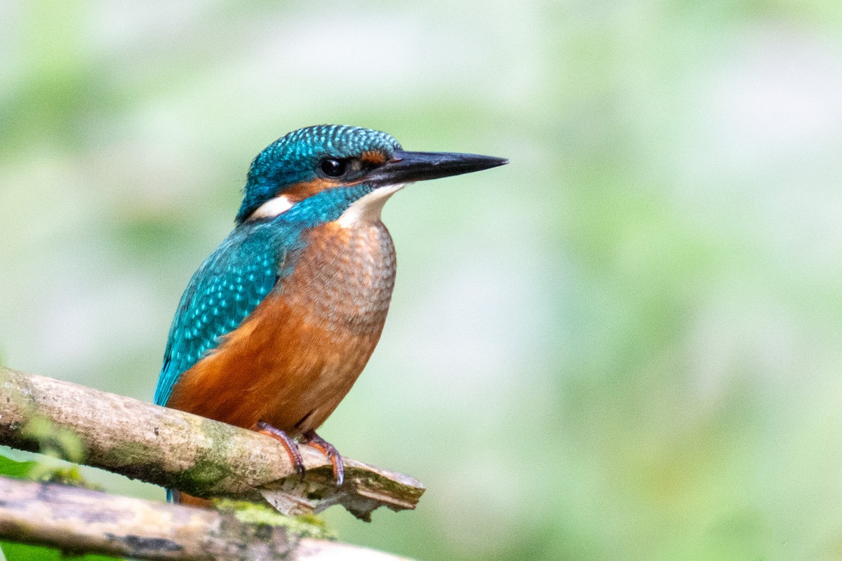 Martin-pêcheur d'Europe - ML642864354