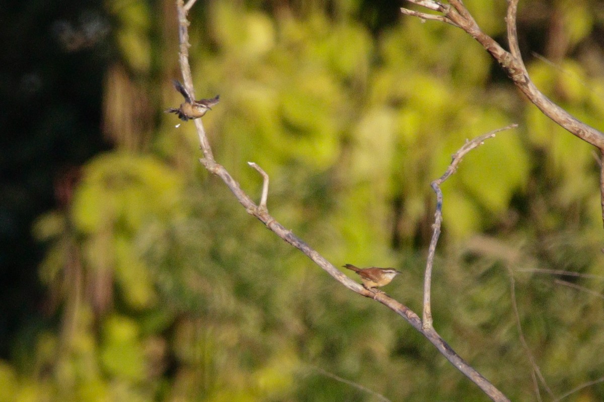 Carolina Wren - ML642864359