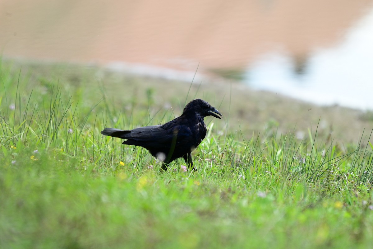 Cornacchia nera - ML642864360