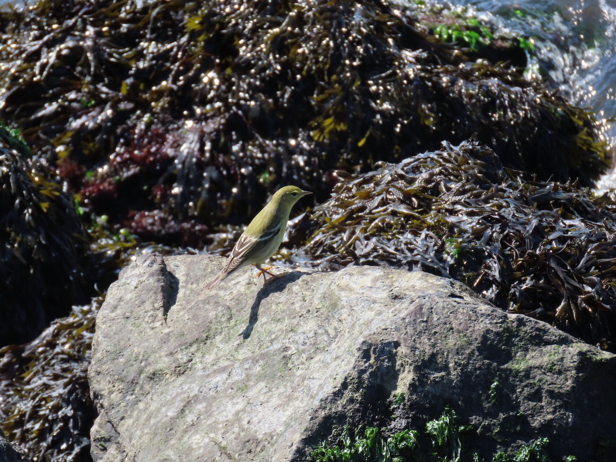 Blackpoll Warbler - ML642864361