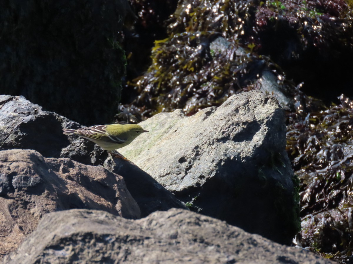 Blackpoll Warbler - ML642864362