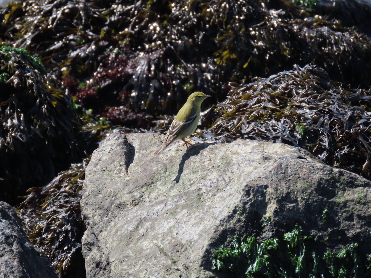 Blackpoll Warbler - ML642864363