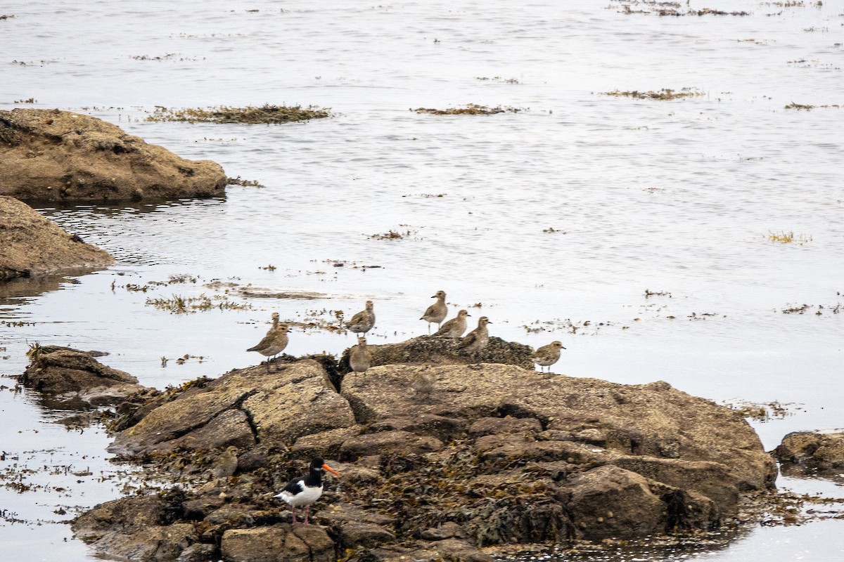 European Golden-Plover - ML642864380