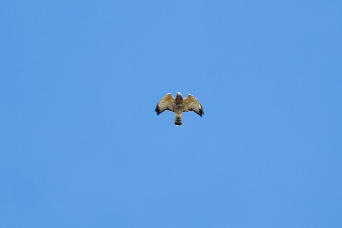 Broad-winged Hawk - ML642864383